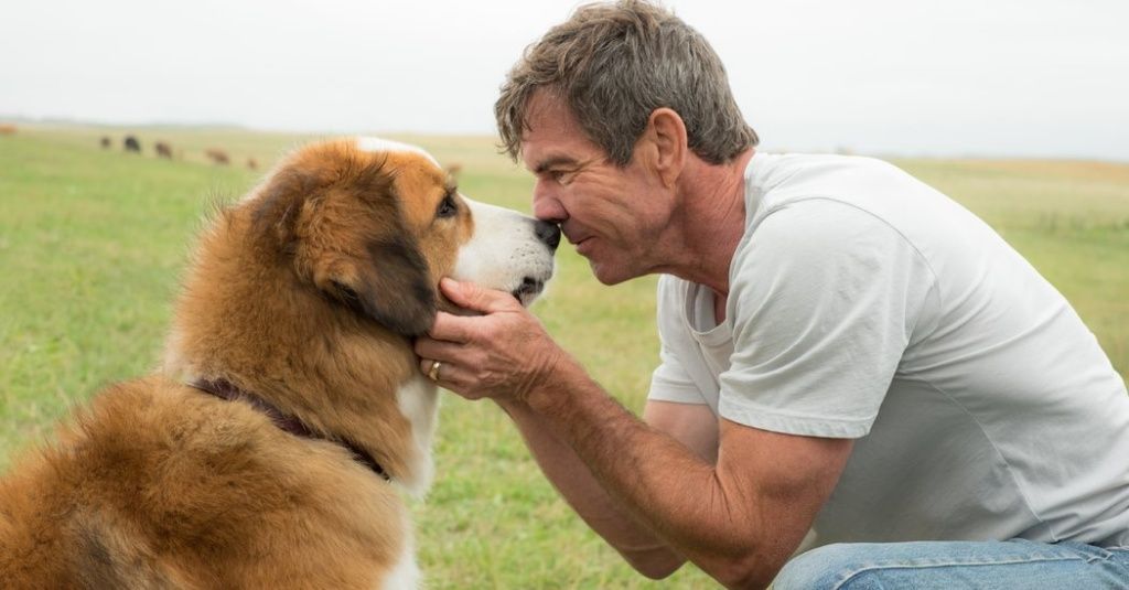 crítica tu mejor amigo