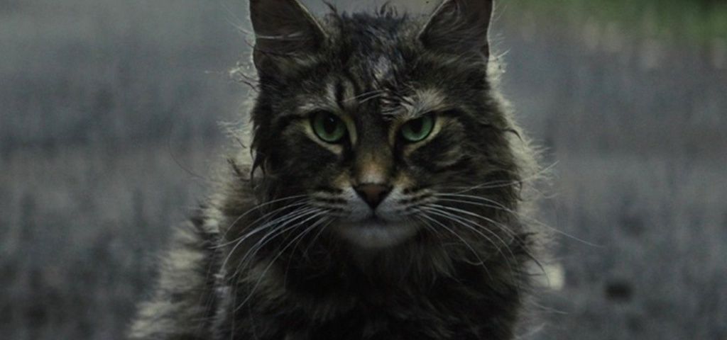 El gato Max de Cementerio de animales